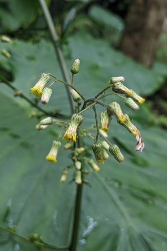 Blumea lanceolaria, photograph 5
