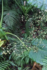 Blumea lanceolaria, photograph (c) 許文俊, some rights reserved (CC BY-SA)