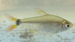 Serrapinnus kriegi