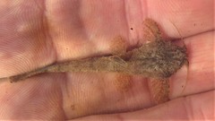 Pseudobunocephalus iheringii