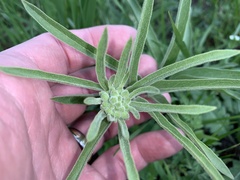Asclepias asperula