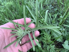 Asclepias asperula