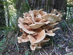Bondarzewia kirkii