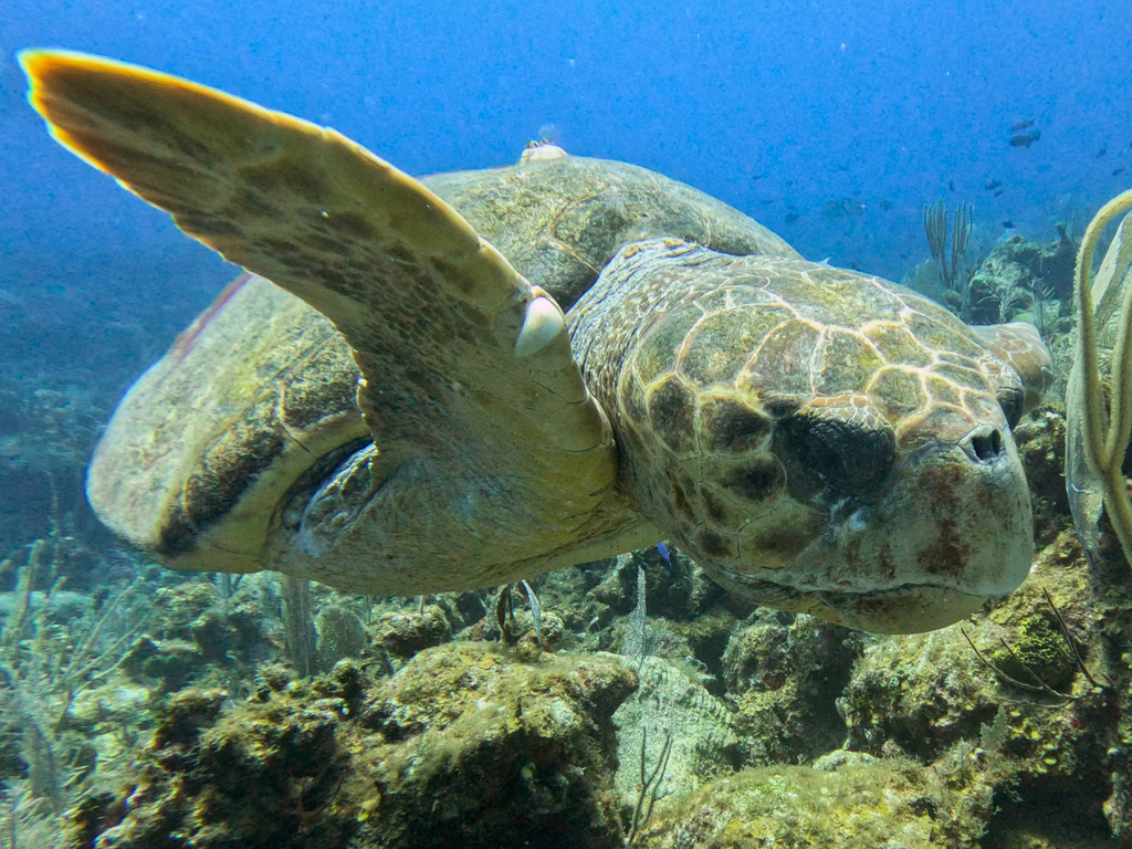Loggerhead turtle gliding over reef, large head and flippers