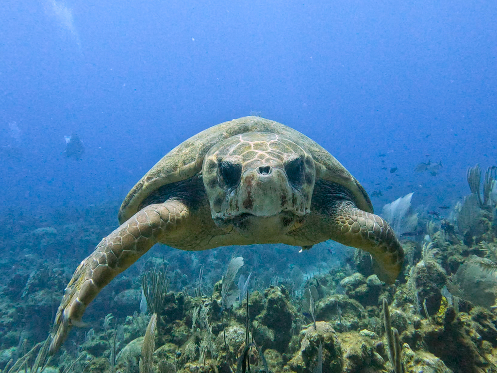 Loggerhead turtle swimming toward camera over a Caribbean reef