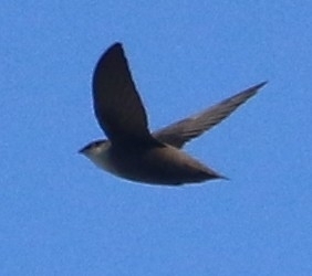 Chimney Swift observed by cameron_spartan