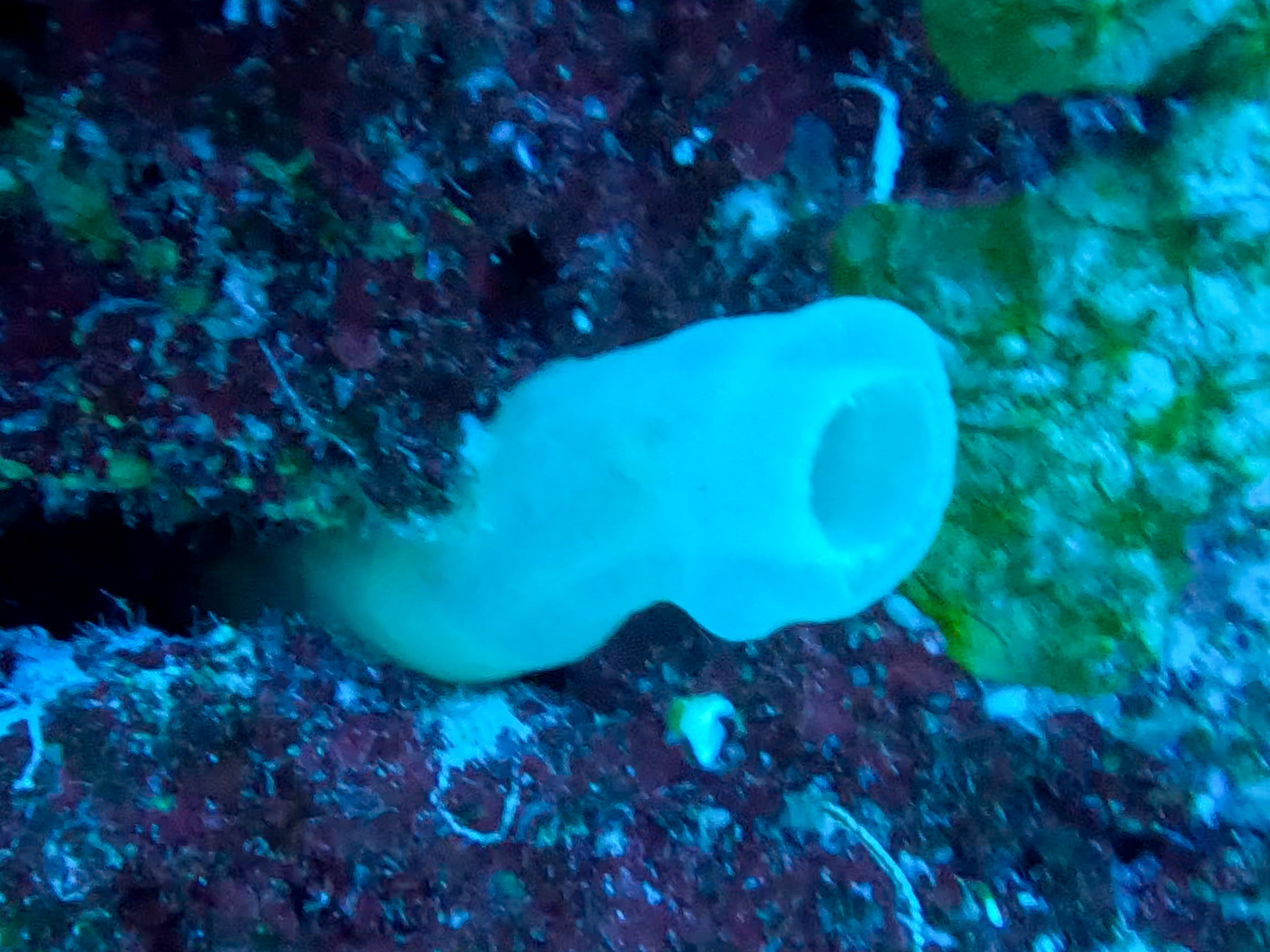 Phallusia fragilis Bonnet & Rocha, 2011
