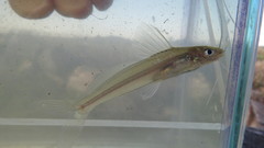 Pimelodella gracilis