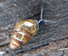 Cochlicopa lubrica