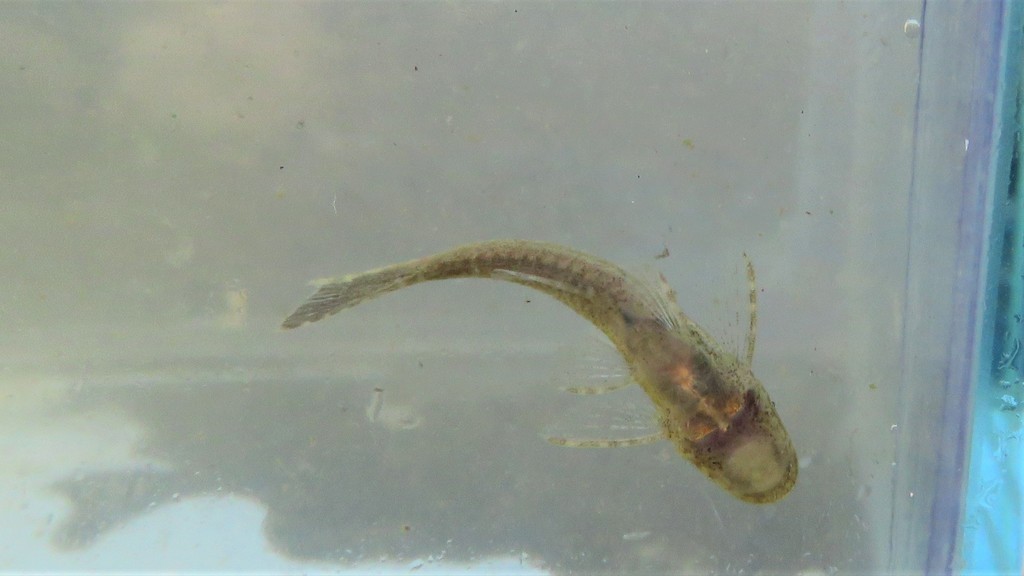 Armored Pixy Catfish