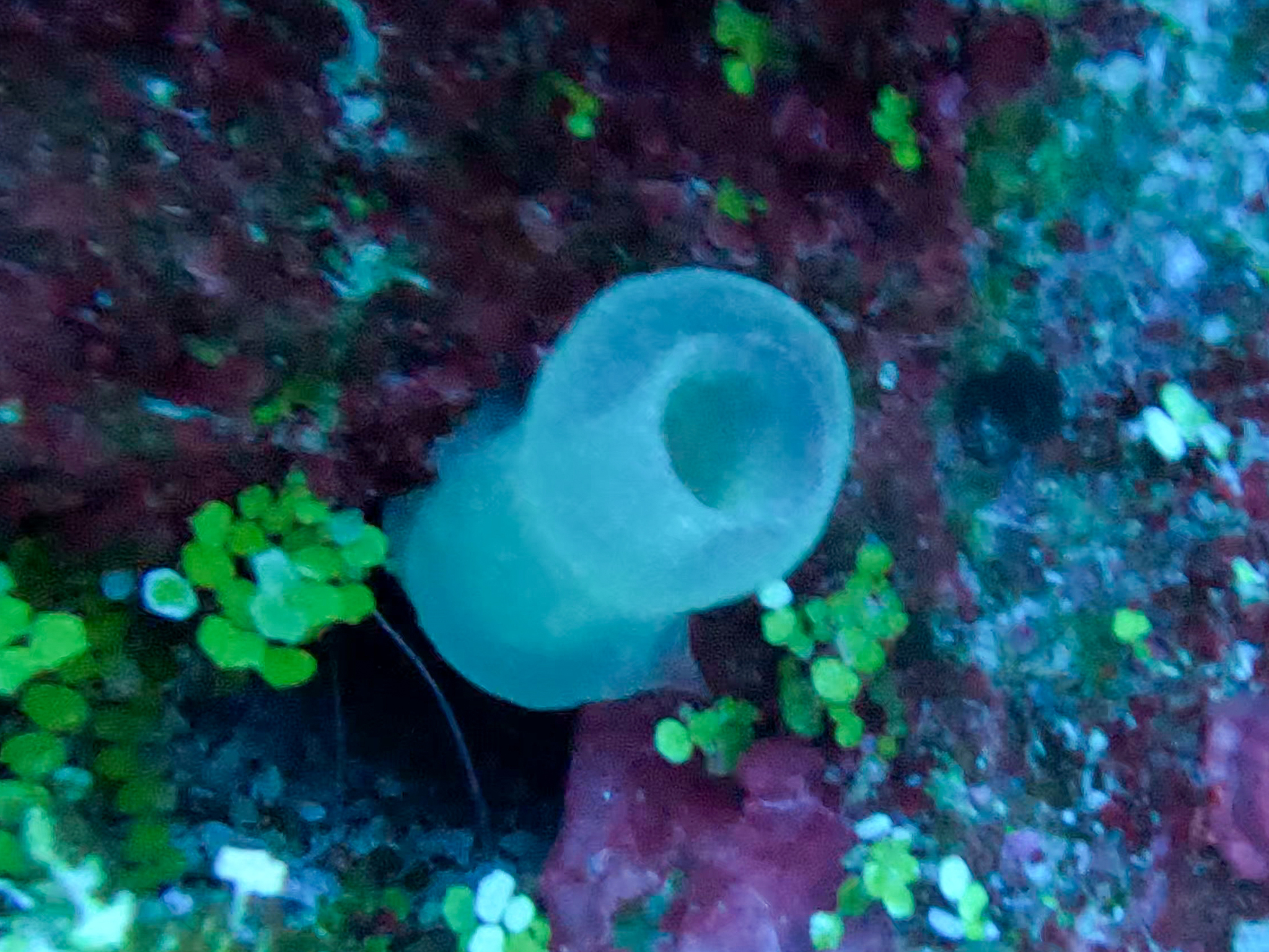 Phallusia fragilis Bonnet & Rocha, 2011