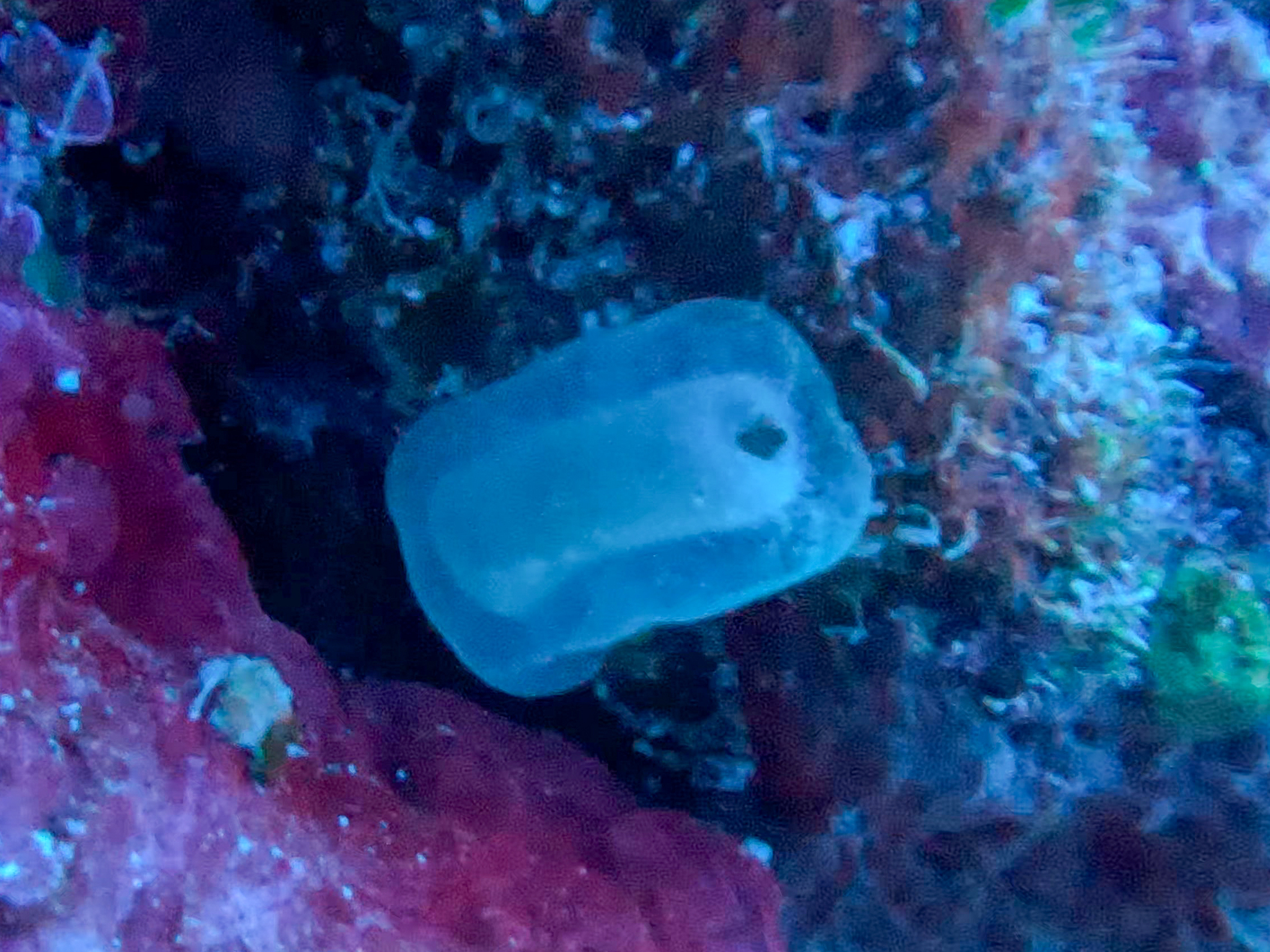 Phallusia fragilis Bonnet & Rocha, 2011