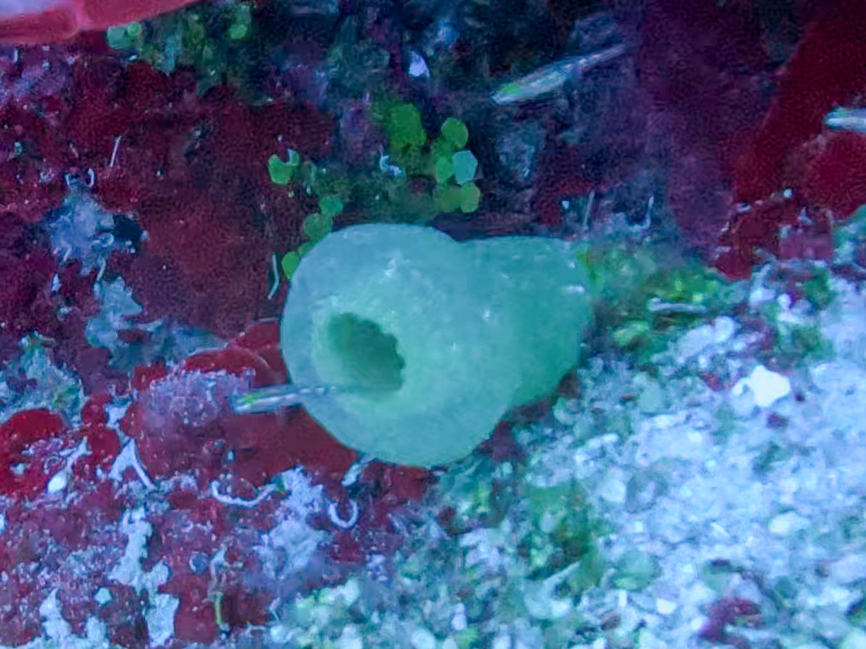 Phallusia fragilis Bonnet & Rocha, 2011