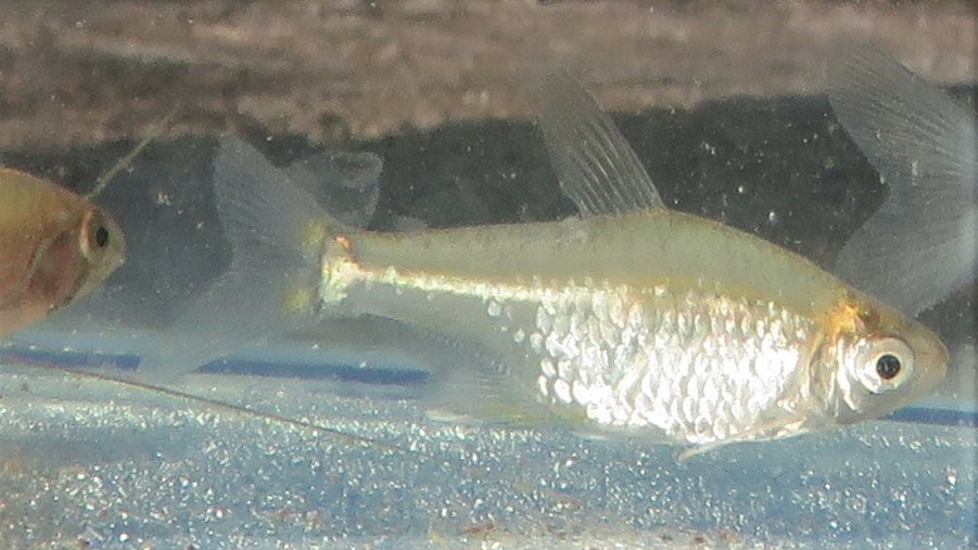 Schooling Mini Tetra