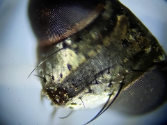 Metopia argyrocephala