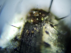 Metopia argyrocephala