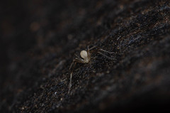 Spermophora senoculata