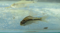 Characidium rachovii