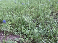 Asclepias asperula