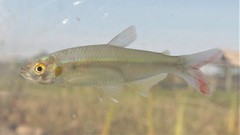 Aphyocharax dentatus