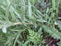 Asclepias asperula