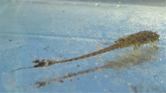Whiptail Loricaria photo 2