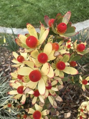 Leucadendron discolor × gandogeri