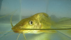 Pimelodus maculatus
