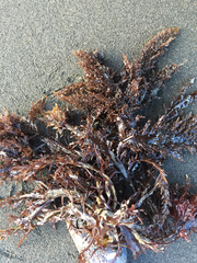 Sarcothalia marginifera