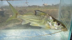 Iheringichthys labrosus