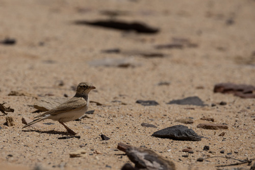 Dunn's Lark (Eremalauda dunni), photo 4