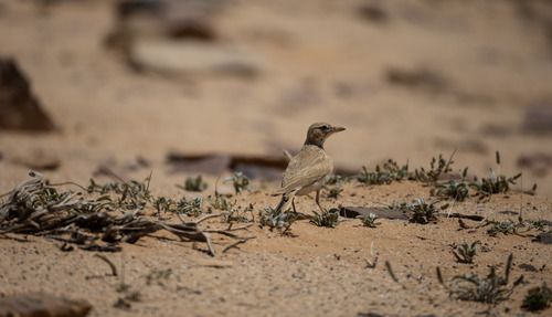 Dunn's Lark (Eremalauda dunni), photo 3