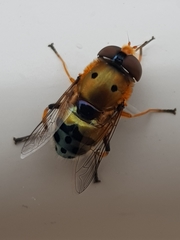 Austalis pulchella