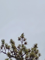 Aphelocoma woodhouseii