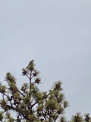 Aphelocoma woodhouseii