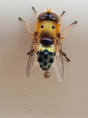 Austalis pulchella