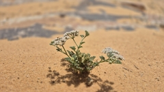 False Aralia (Anisosciadium)