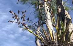 Cyrtopodium punctatum