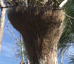 Cyrtopodium punctatum