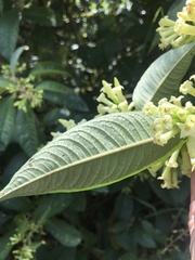 Sessea macrophylla