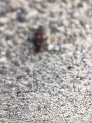 Coccinellidae