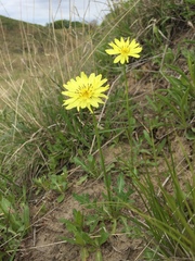 Pyrrhopappus grandiflorus