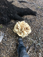Bondarzewia kirkii