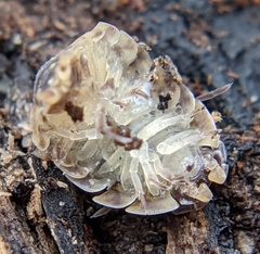 Porcellio spinicornis