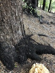 Bondarzewia kirkii