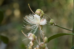 Capparis formosana