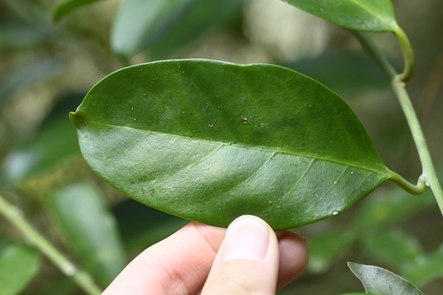 Capparis formosana, photograph 2
