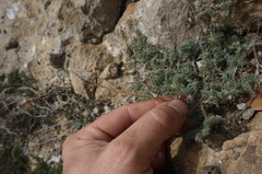 Astragalus setosulus