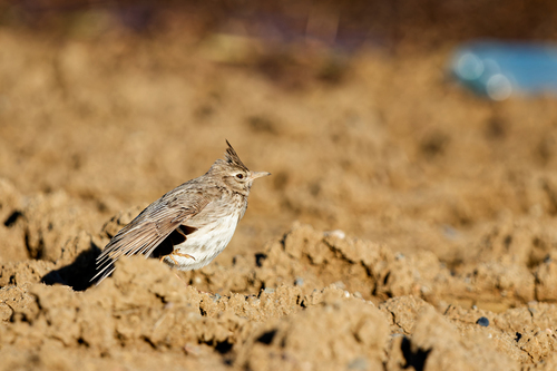 Crested Lark (Galerida cristata), photo 9