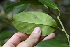 (c) 曾昱承 Yu-Cheng Zeng, some rights reserved (CC BY) Capparis formosana, photograph (c) 曾昱承 Yu-Cheng Zeng, some rights reserved (CC BY)